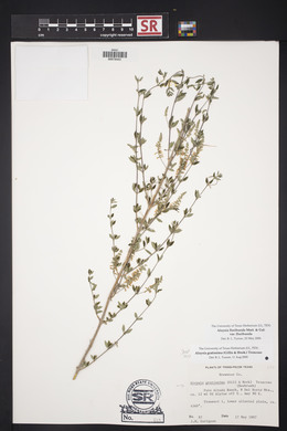 Aloysia gratissima image