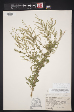 Aloysia gratissima image