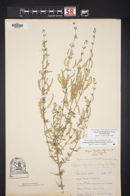 Aloysia gratissima image