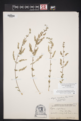 Aloysia gratissima image