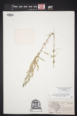 Aloysia gratissima image