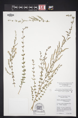 Aloysia gratissima image