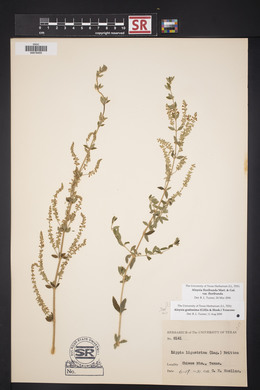 Aloysia gratissima image