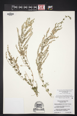 Aloysia gratissima image