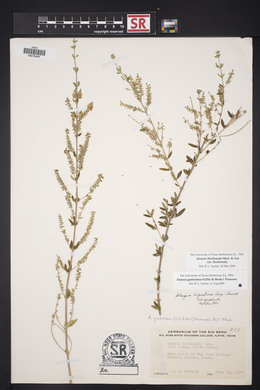 Aloysia gratissima image