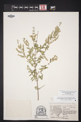 Aloysia gratissima image