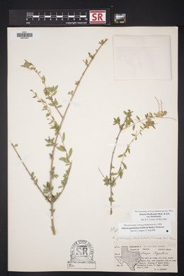 Aloysia gratissima image