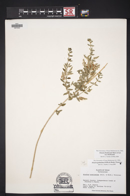 Aloysia gratissima image