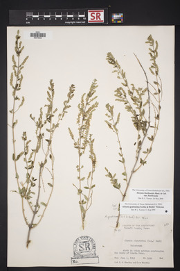 Aloysia gratissima image