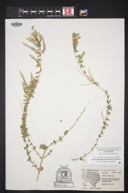 Aloysia gratissima image