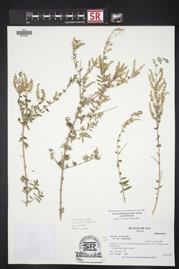 Aloysia gratissima image