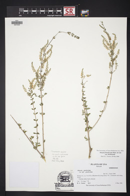 Aloysia gratissima image