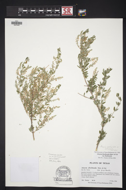 Aloysia gratissima image