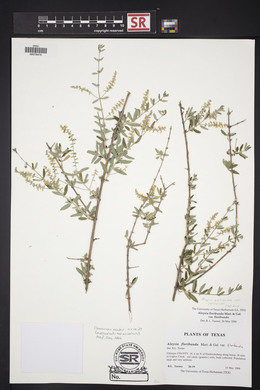 Aloysia gratissima image