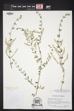 Aloysia gratissima image