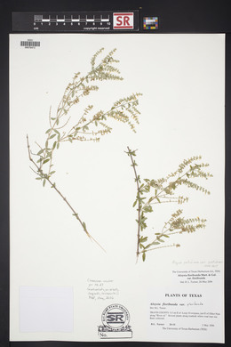 Aloysia gratissima image