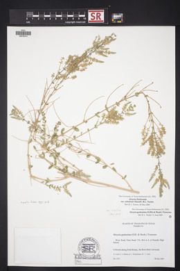 Aloysia gratissima image