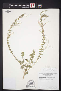 Aloysia gratissima image