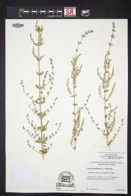 Aloysia gratissima image