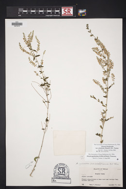 Aloysia gratissima image