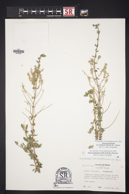 Aloysia gratissima image