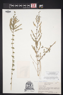 Aloysia gratissima image