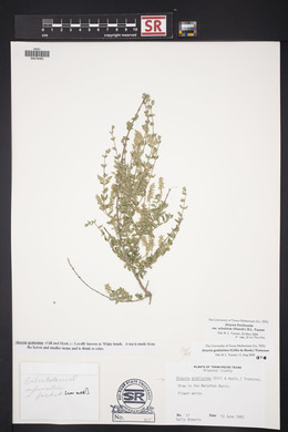 Aloysia gratissima image