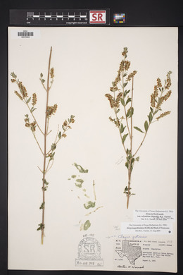 Aloysia gratissima image