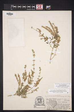 Aloysia gratissima image