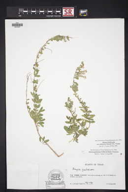 Aloysia gratissima image