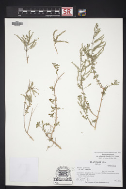 Aloysia gratissima image