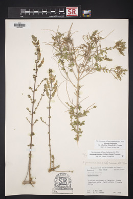 Aloysia gratissima image