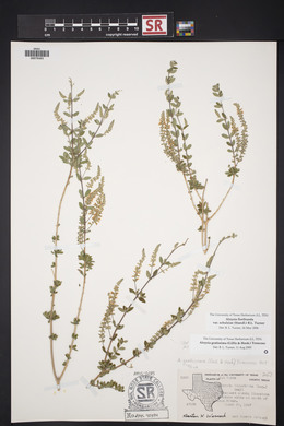 Aloysia gratissima image