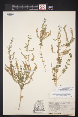 Aloysia gratissima image