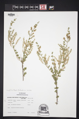 Aloysia gratissima image