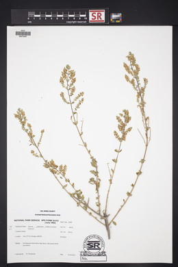 Aloysia gratissima image