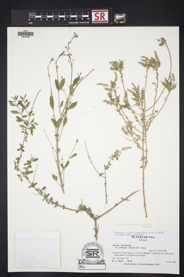 Aloysia gratissima image