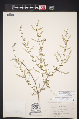 Aloysia gratissima image