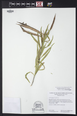 Chilopsis linearis image