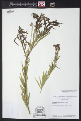 Chilopsis linearis image