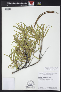 Chilopsis linearis image