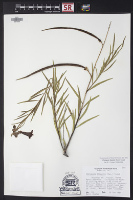 Chilopsis linearis image