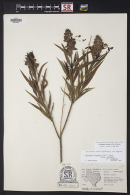 Chilopsis linearis image