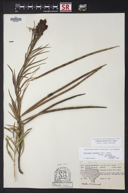 Chilopsis linearis image