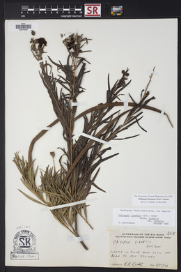 Chilopsis linearis image