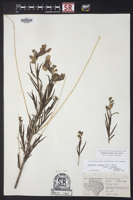 Chilopsis linearis image