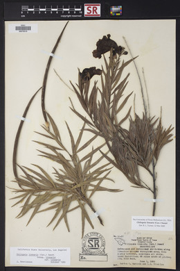 Chilopsis linearis image