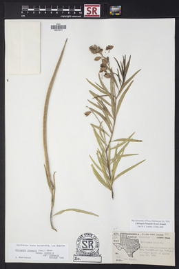 Chilopsis linearis image