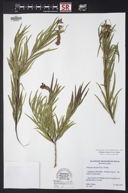 Chilopsis linearis image