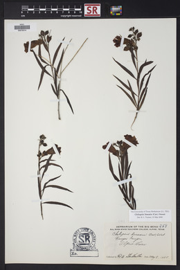 Chilopsis linearis image